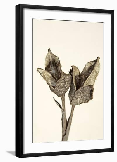 Dried Flowers-Torsten Richter-Framed Photographic Print