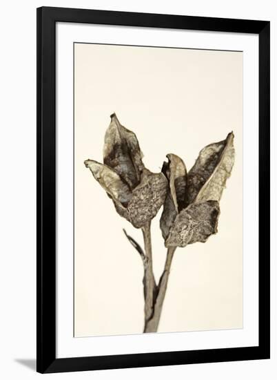 Dried Flowers-Torsten Richter-Framed Photographic Print