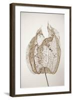 Dried Flowers-Torsten Richter-Framed Photographic Print