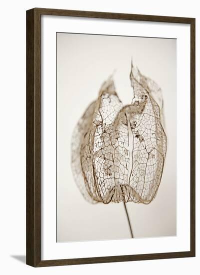 Dried Flowers-Torsten Richter-Framed Photographic Print