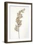 Dried Flowers-Torsten Richter-Framed Photographic Print