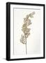 Dried Flowers-Torsten Richter-Framed Photographic Print