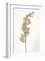 Dried Flowers-Torsten Richter-Framed Photographic Print