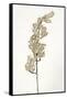 Dried Flowers-Torsten Richter-Framed Stretched Canvas