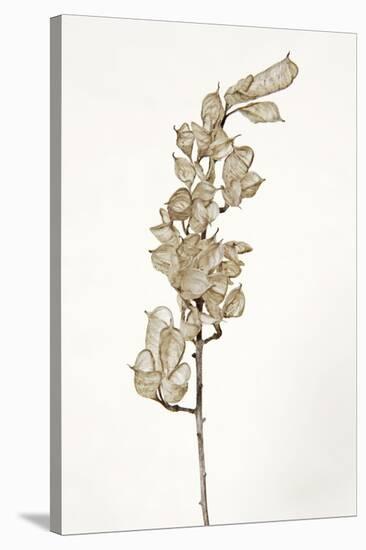 Dried Flowers-Torsten Richter-Stretched Canvas