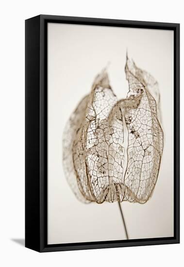 Dried Flowers-Torsten Richter-Framed Stretched Canvas