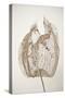Dried Flowers-Torsten Richter-Stretched Canvas