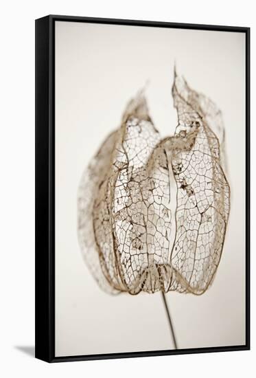 Dried Flowers-Torsten Richter-Framed Stretched Canvas