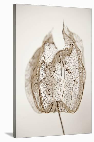 Dried Flowers-Torsten Richter-Stretched Canvas