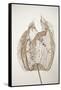 Dried Flowers-Torsten Richter-Framed Stretched Canvas