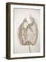 Dried Flowers-Torsten Richter-Framed Photographic Print