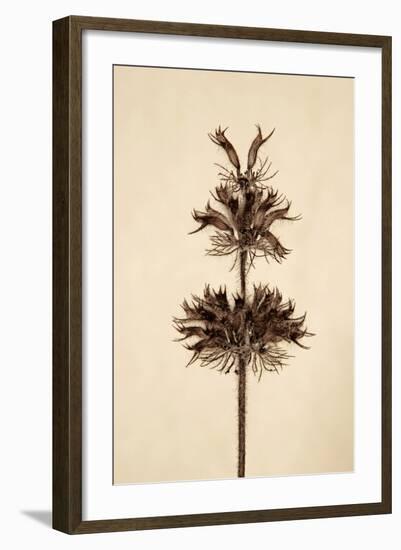 Dried Flowers-Torsten Richter-Framed Photographic Print