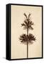 Dried Flowers-Torsten Richter-Framed Stretched Canvas