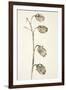 Dried Flowers-Torsten Richter-Framed Photographic Print