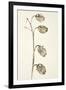 Dried Flowers-Torsten Richter-Framed Photographic Print