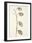 Dried Flowers-Torsten Richter-Framed Photographic Print