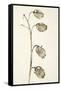 Dried Flowers-Torsten Richter-Framed Stretched Canvas