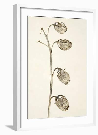 Dried Flowers-Torsten Richter-Framed Photographic Print