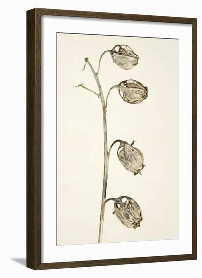 Dried Flowers-Torsten Richter-Framed Photographic Print