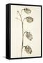 Dried Flowers-Torsten Richter-Framed Stretched Canvas