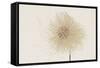 Dried Flowers-Torsten Richter-Framed Stretched Canvas