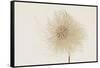 Dried Flowers-Torsten Richter-Framed Stretched Canvas