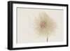 Dried Flowers-Torsten Richter-Framed Photographic Print