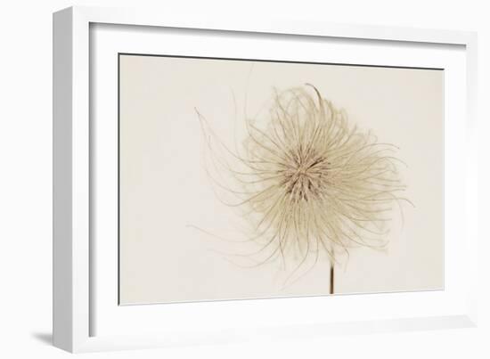 Dried Flowers-Torsten Richter-Framed Photographic Print