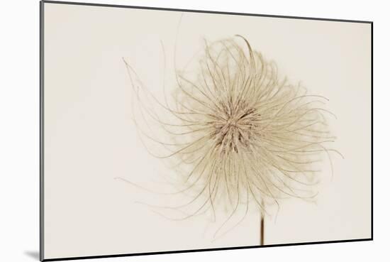 Dried Flowers-Torsten Richter-Mounted Photographic Print