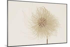 Dried Flowers-Torsten Richter-Mounted Photographic Print