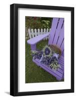 Dried Lavender on Purple Chair at Lavender Festival, Sequim, Washington, USA-Merrill Images-Framed Photographic Print