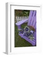 Dried Lavender on Purple Chair at Lavender Festival, Sequim, Washington, USA-Merrill Images-Framed Photographic Print