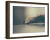 Dried Leaf-Clive Nolan-Framed Photographic Print