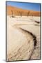 Dried Mud Pan with Ancient Camelthorn Trees and Orange Sand Dunes in the Distance-Lee Frost-Mounted Photographic Print