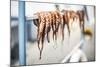 Dried octopus, Ermioni, Peloponnese, Greece-Matthew Williams-Ellis-Mounted Photographic Print