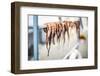 Dried octopus, Ermioni, Peloponnese, Greece-Matthew Williams-Ellis-Framed Photographic Print