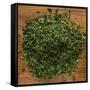 Dried Parsley-Steve Gadomski-Framed Stretched Canvas