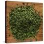 Dried Parsley-Steve Gadomski-Stretched Canvas