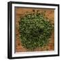 Dried Parsley-Steve Gadomski-Framed Photographic Print