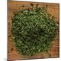 Dried Parsley-Steve Gadomski-Mounted Photographic Print