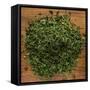 Dried Parsley-Steve Gadomski-Framed Stretched Canvas