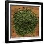 Dried Parsley-Steve Gadomski-Framed Photographic Print