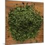 Dried Parsley-Steve Gadomski-Mounted Photographic Print