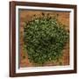 Dried Parsley-Steve Gadomski-Framed Photographic Print