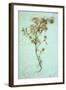 Dried Plant-Den Reader-Framed Photographic Print