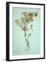 Dried Plant-Den Reader-Framed Photographic Print