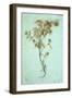 Dried Plant-Den Reader-Framed Photographic Print