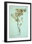 Dried Plant-Den Reader-Framed Photographic Print