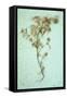 Dried Plant-Den Reader-Framed Stretched Canvas