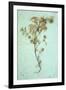 Dried Plant-Den Reader-Framed Photographic Print